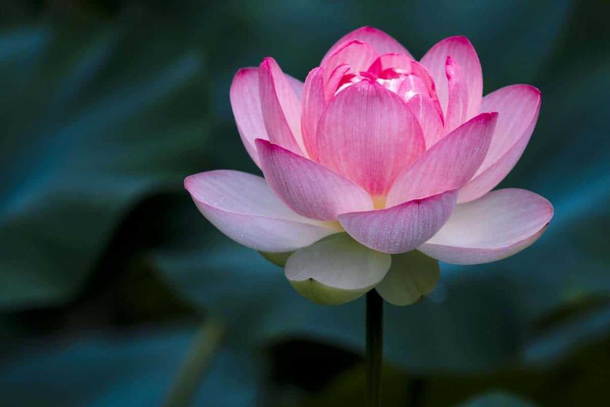 Lotusbloemen – een mooie aanvulling op uw tuinvijver